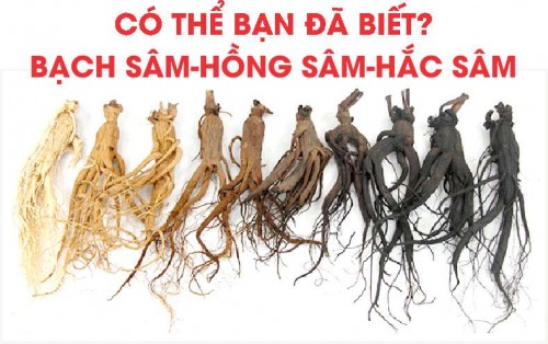 GIÁ SỈ SÂM HÀN QUỐC